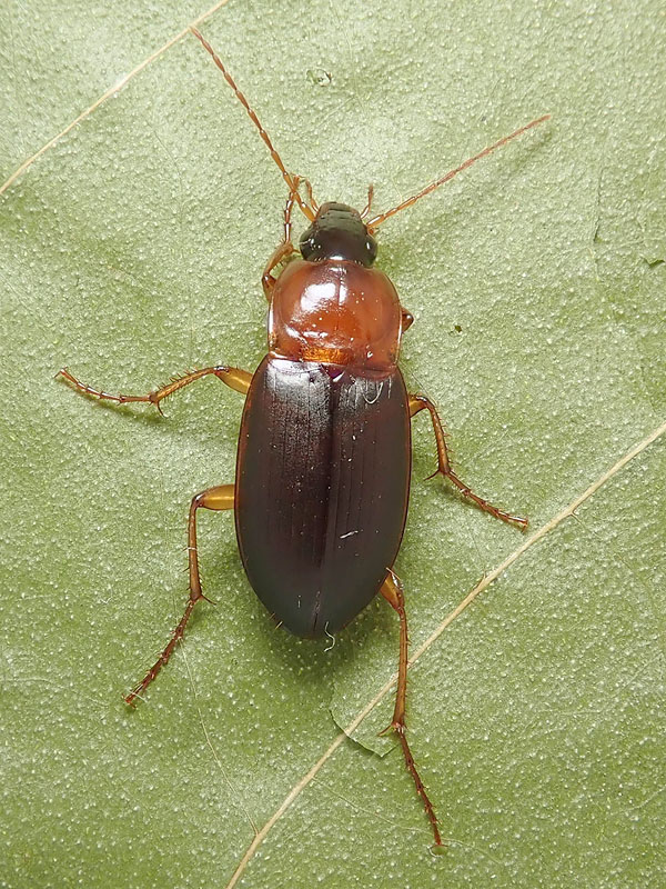 Carabidae: Calathus melanocephalus o cinctus ?